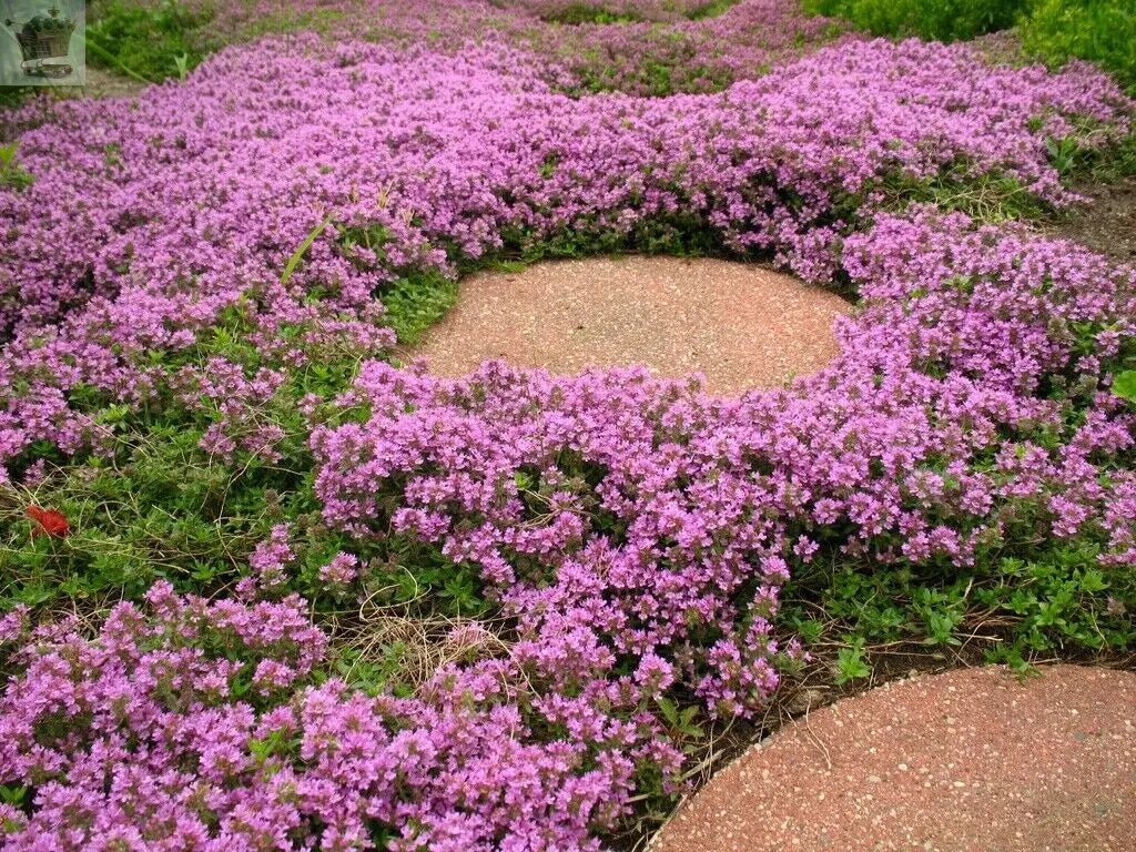 300 Creeping Thyme - Garden Plant Herb - Viable Seeds Purple Pink Blue White - Royalcart