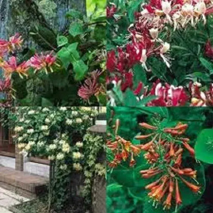 3X MIXED HONEYSUCKLE CLIMBING PLANTS, FAST CLIMBERS, FRAGRANT, HARDY, 9CM POTS Royalcart