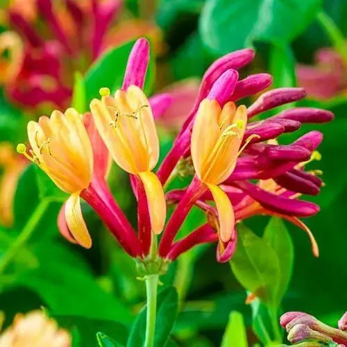 3X MIXED HONEYSUCKLE CLIMBING PLANTS, FAST CLIMBERS, FRAGRANT, HARDY, 9CM POTS Royalcart