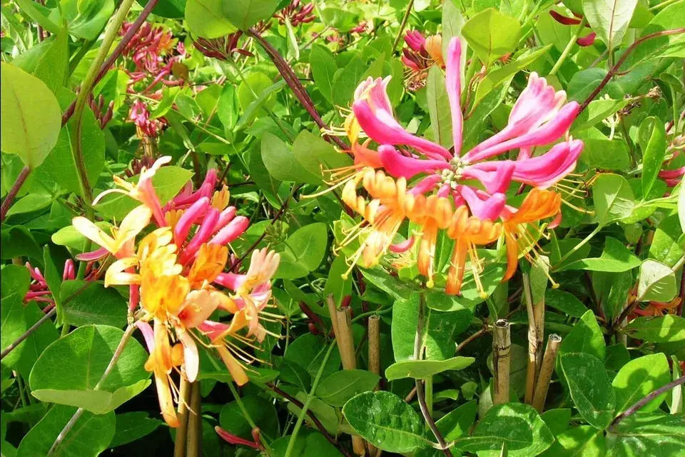 3X MIXED HONEYSUCKLE CLIMBING PLANTS, FAST CLIMBERS, FRAGRANT, HARDY, 9CM POTS Royalcart