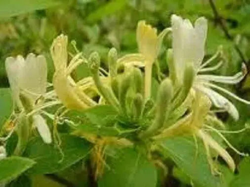 3X MIXED HONEYSUCKLE CLIMBING PLANTS, FAST CLIMBERS, FRAGRANT, HARDY, 9CM POTS Royalcart