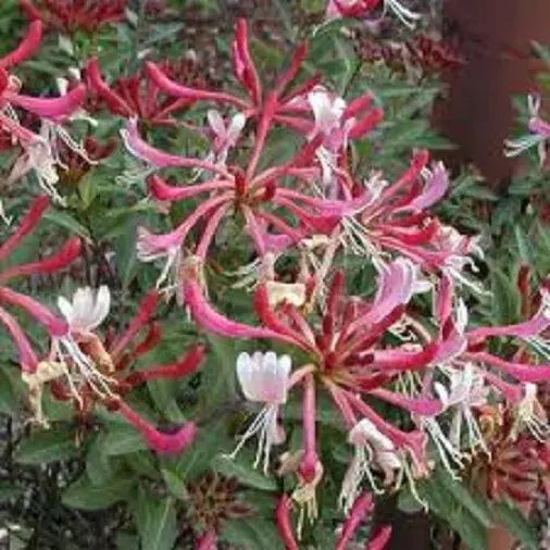 3X MIXED HONEYSUCKLE CLIMBING PLANTS, FAST CLIMBERS, FRAGRANT, HARDY, 9CM POTS Royalcart