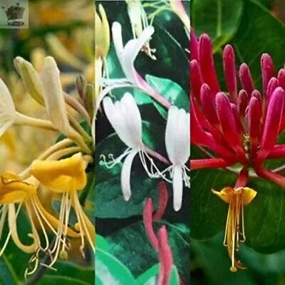 3X MIXED HONEYSUCKLE CLIMBING PLANTS, FAST CLIMBERS, FRAGRANT, HARDY, 9CM POTS Royalcart