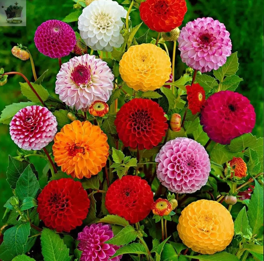 4 Dahlia Giant tubers summer flowering perennials Bulbs Royalcart