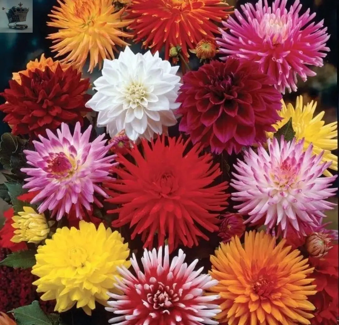 4 Dahlia Giant tubers summer flowering perennials Bulbs Royalcart