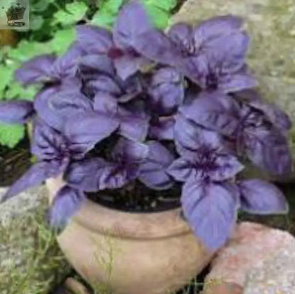 400 x BASIL PURPLE - Ocimum basilicum SEEDS Royalcart