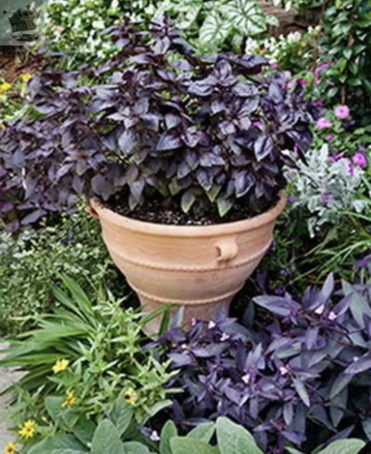 400 x BASIL PURPLE - Ocimum basilicum SEEDS Royalcart