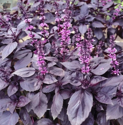 400 x BASIL PURPLE - Ocimum basilicum SEEDS Royalcart