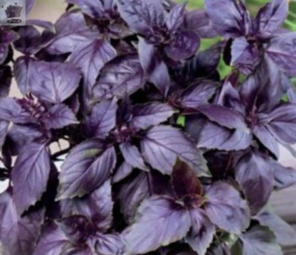 400 x BASIL PURPLE - Ocimum basilicum SEEDS Royalcart