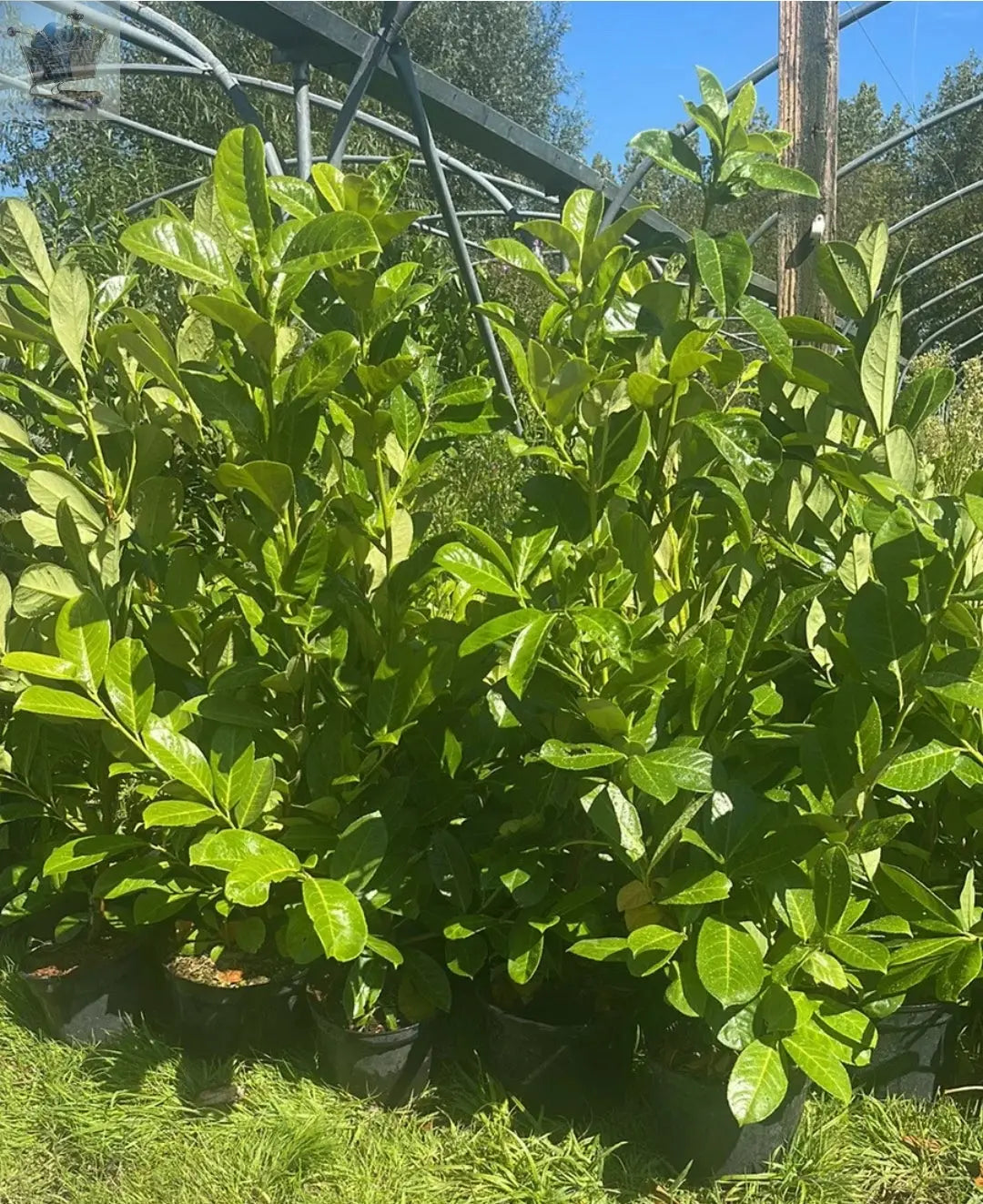 Cherry Laurel x100 3/4ft 3L Pot EXCELLENT QUALITY - Royalcart