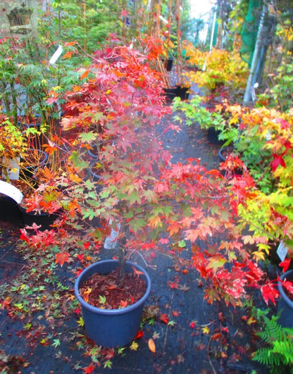 4ft inc. pot Japanese Maple  Acer Osakazuki- 15litre - 3ft spread - Royalcart