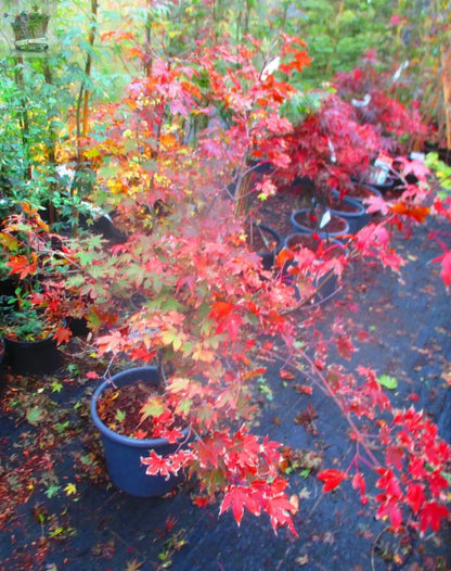 4ft inc. pot Japanese Maple  Acer Osakazuki- 15litre - 3ft spread - Royalcart