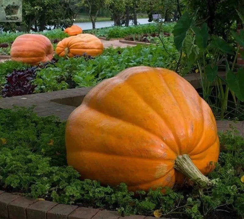 4x Pumpkin 'Dill's Atlantic Giant' Plug Plants For Halloween. Royalcart