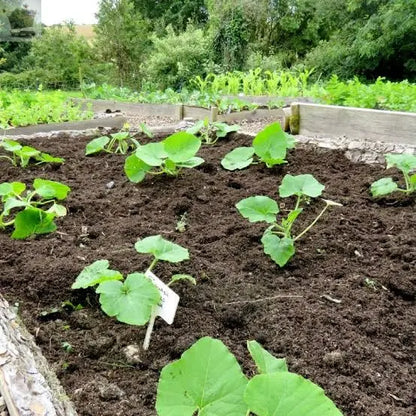 4x Pumpkin 'Dill's Atlantic Giant' Plug Plants For Halloween. Royalcart