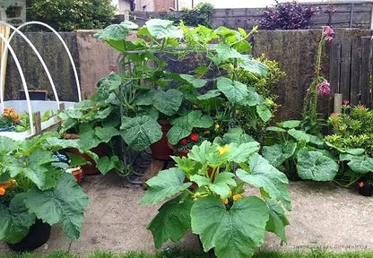 4x Pumpkin 'Dill's Atlantic Giant' Plug Plants For Halloween. Royalcart