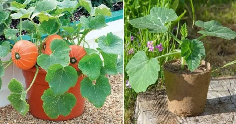 4x Pumpkin 'Dill's Atlantic Giant' Plug Plants For Halloween. Royalcart