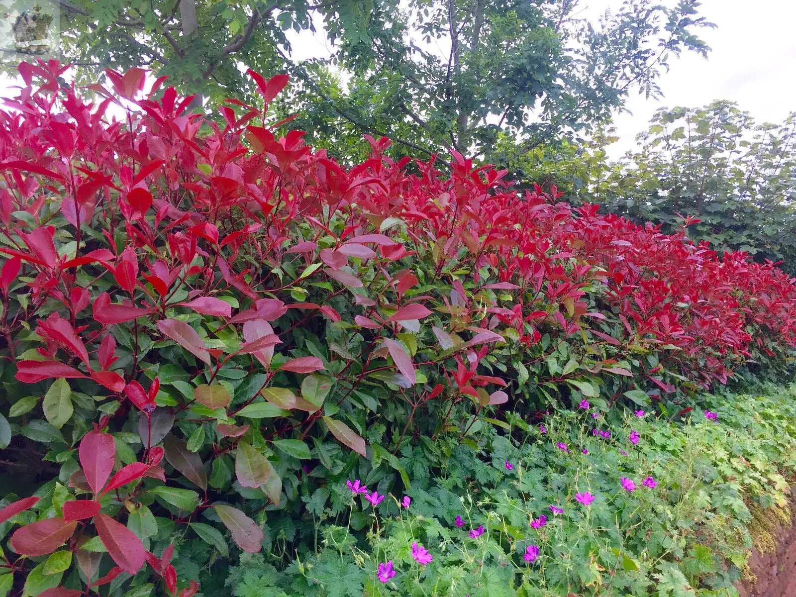 5 Cherry Laurel and 5 Photinia red robin plants 1.5- 2ft - Royalcart