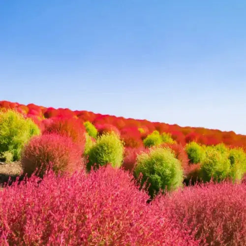 50 Burning Bush Shrub Seeds Green & Red Self Seeding Ornamental Grasses to Plant Royalcart