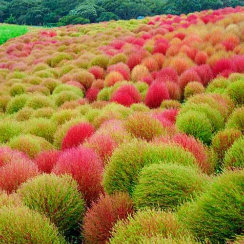 50 Burning Bush Shrub Seeds Green & Red Self Seeding Ornamental Grasses to Plant Royalcart