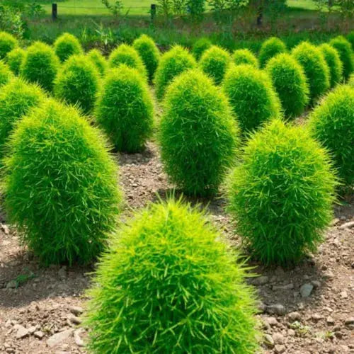 50 Burning Bush Shrub Seeds Green & Red Self Seeding Ornamental Grasses to Plant Royalcart