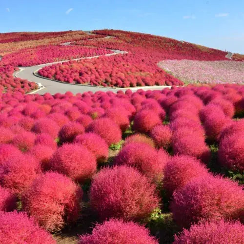 50 Burning Bush Shrub Seeds Green & Red Self Seeding Ornamental Grasses to Plant Royalcart