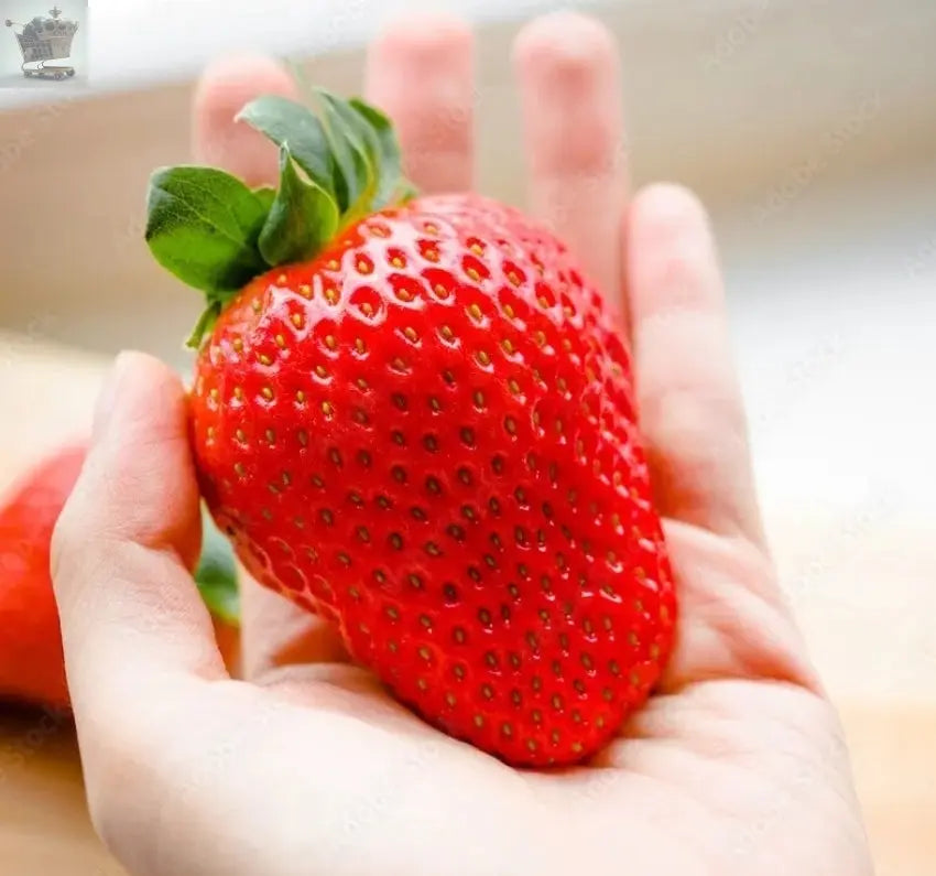 50 Giant Strawberry Seeds - Sweet And Delicious - Large Garden Fruit Plant Royalcart