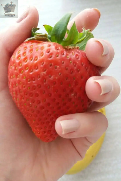 50 Giant Strawberry Seeds - Sweet And Delicious - Large Garden Fruit Plant Royalcart