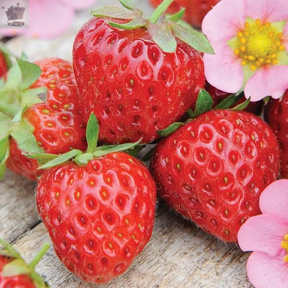 50 Red Climbing Strawberry Seeds Royalcart