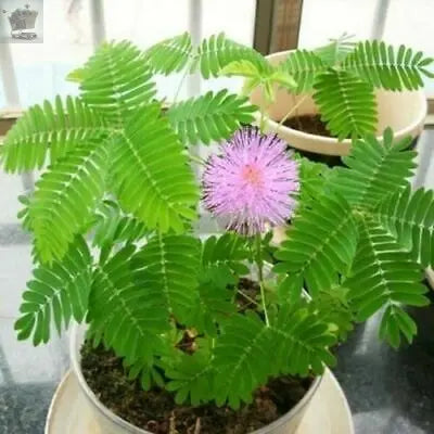 50 Seeds of Mimosa Pudica -Sensitive Plant -Touch Me Not -Unique Purple Flower Royalcart