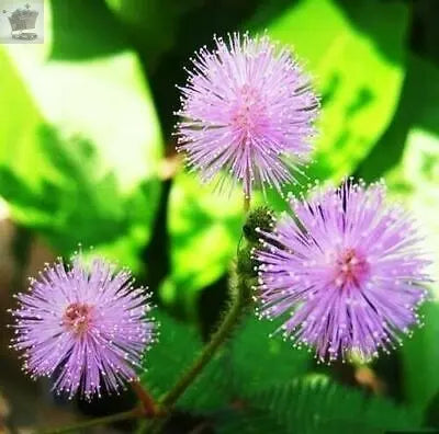 50 Seeds of Mimosa Pudica -Sensitive Plant -Touch Me Not -Unique Purple Flower Royalcart