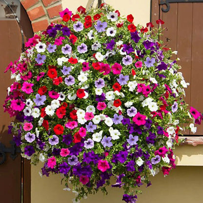 50 Trailing Petunia Colourful Mix Seeds Hanging Basket Window Box Planter Flower Royalcart