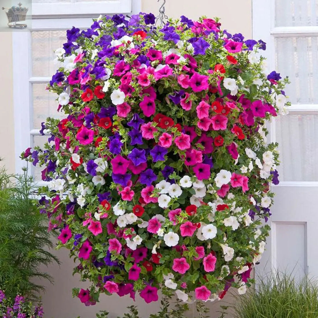 50 Trailing Petunia Colourful Mix Seeds Hanging Basket Window Box Planter Flower Royalcart