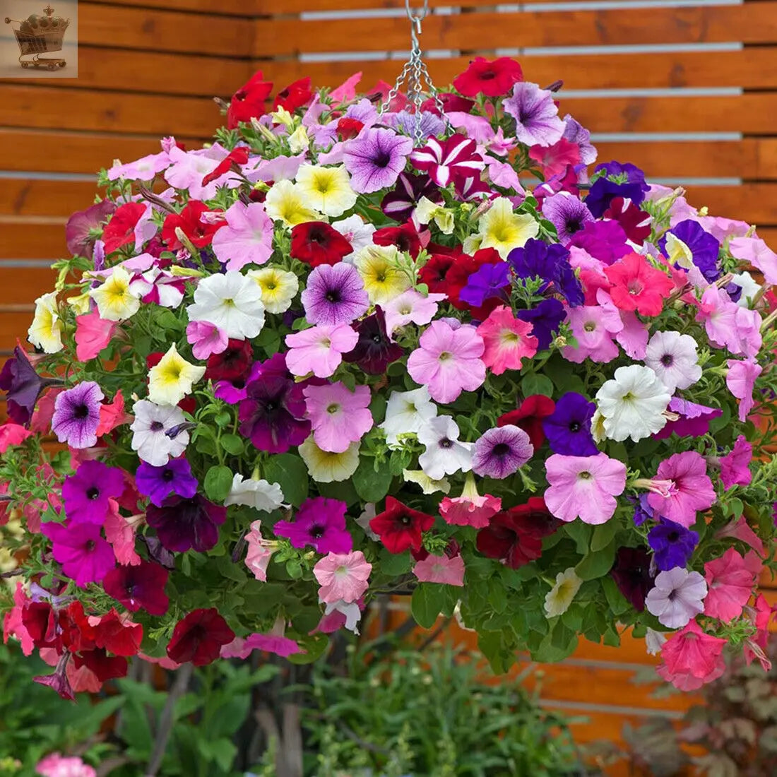 50 Trailing Petunia Colourful Mix Seeds Hanging Basket Window Box Planter Flower Royalcart