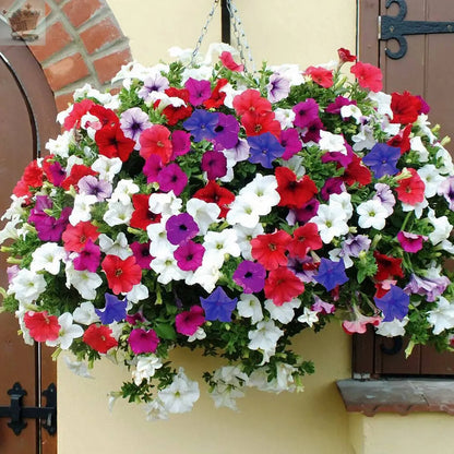 50 Trailing Petunia Colourful Mix Seeds Hanging Basket Window Box Planter Flower Royalcart