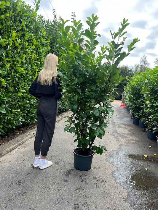 Cherry Laurel 180-210cm+ (approx 6-7ft+) Royalcart