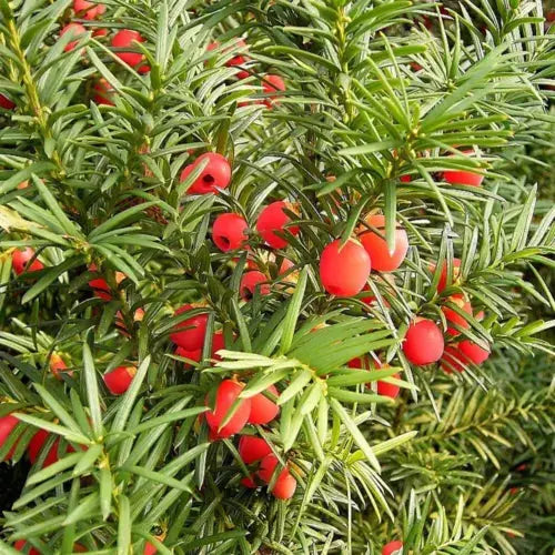 5X English Yew Hedging Plants 20-40cm Taxus Baccata Dense Evergreen Hedge Potted Royalcart