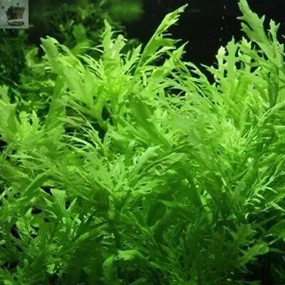 (5x) Water Wisteria Live Aquarium Plant Royalcart