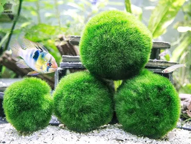 6 Moss Balls live aquarium plants Marimo Ball shrimps fish tank nano Royalcart