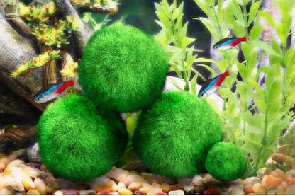 6 Moss Balls live aquarium plants Marimo Ball shrimps fish tank nano Royalcart