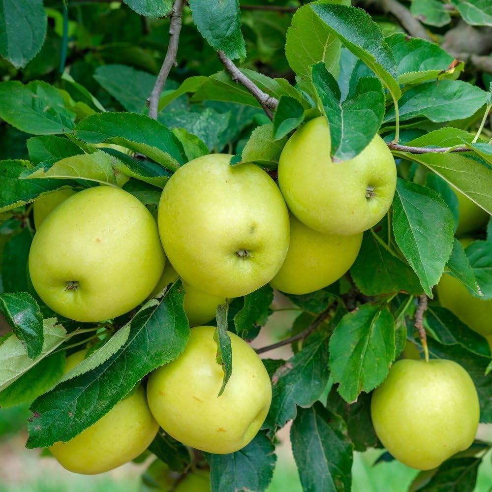 Fruit Tree Collection ‘Mini Fruit Tree’ Apple Pear Cherry Hardy Tree Fresh Fruit to Grow 9cm Potted