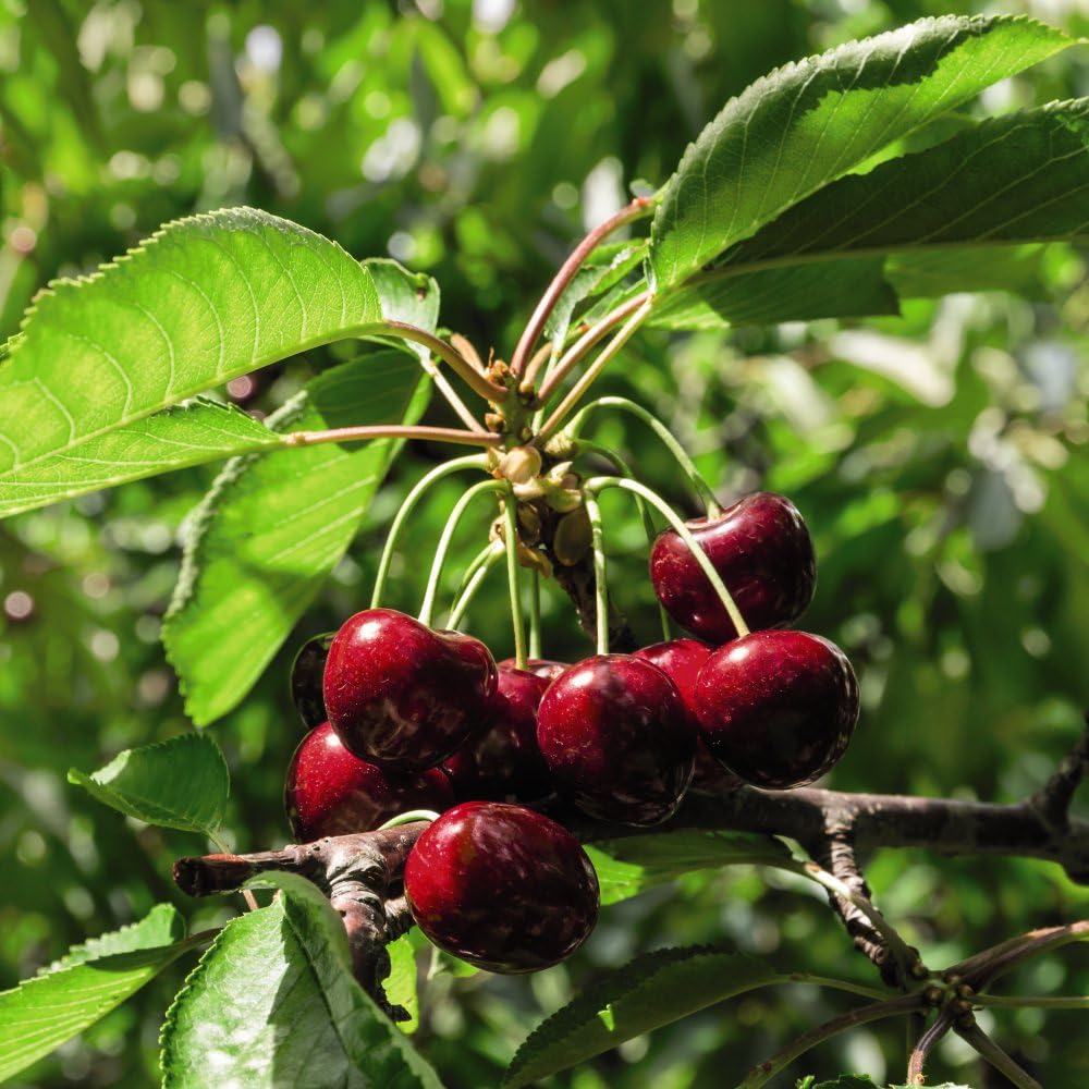 Fruit Tree Collection ‘Mini Fruit Tree’ Apple Pear Cherry Hardy Tree Fresh Fruit to Grow 9cm Potted