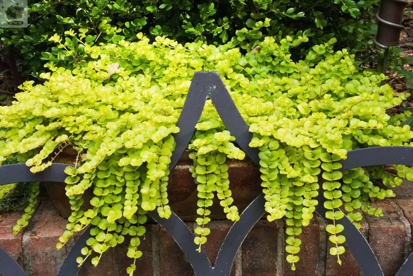 6x Goldilocks Creeping Jenny Rooted Cuttings Trailing Plant Hardy ground cover Royalcart