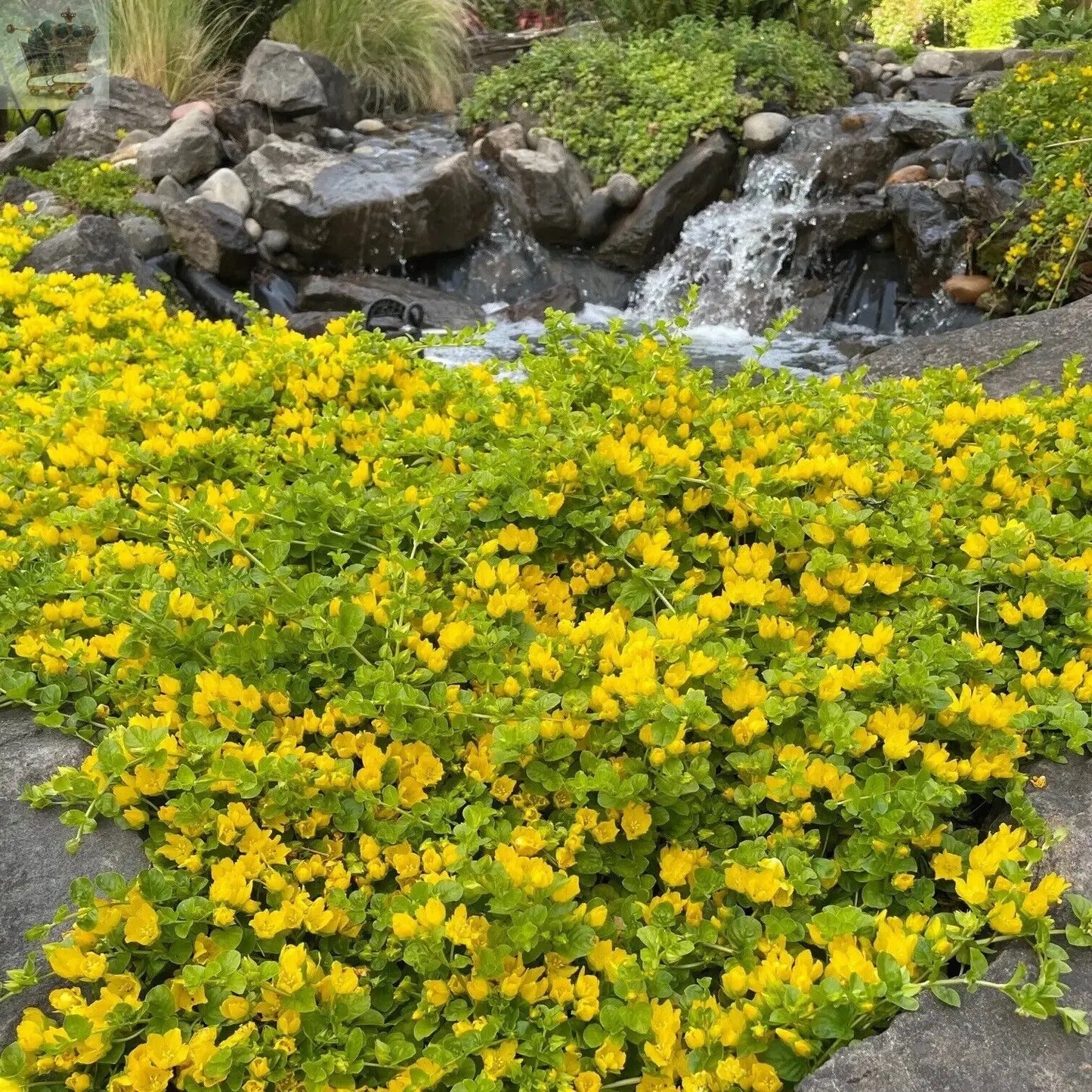 6x Goldilocks Creeping Jenny Rooted Cuttings Trailing Plant Hardy ground cover Royalcart