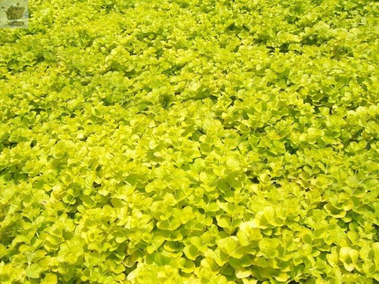 6x Goldilocks Creeping Jenny Rooted Cuttings Trailing Plant Hardy ground cover Royalcart