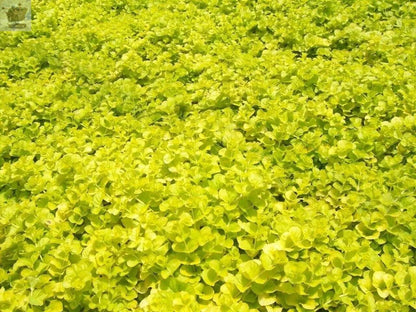 6x Goldilocks Creeping Jenny Rooted Cuttings Trailing Plant Hardy ground cover Royalcart