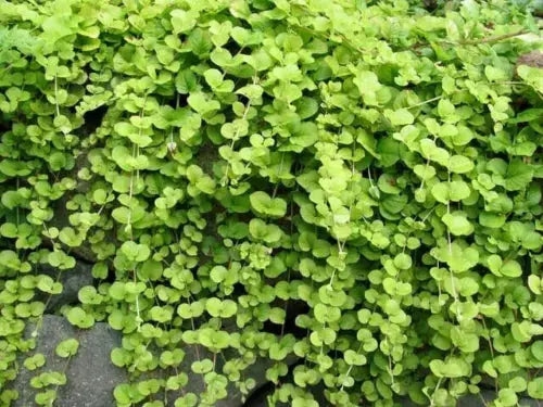 6x Goldilocks Creeping Jenny Rooted Cuttings Trailing Plant Hardy ground cover Royalcart