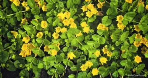 6x Goldilocks Creeping Jenny Rooted Cuttings Trailing Plant Hardy ground cover Royalcart