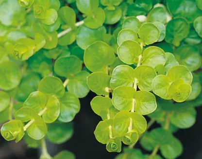 6x Goldilocks Creeping Jenny Rooted Cuttings Trailing Plant Hardy ground cover Royalcart