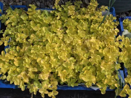 6x Goldilocks Creeping Jenny Rooted Cuttings Trailing Plant Hardy ground cover Royalcart