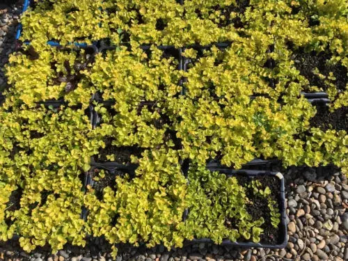 6x Goldilocks Creeping Jenny Rooted Cuttings Trailing Plant Hardy ground cover Royalcart